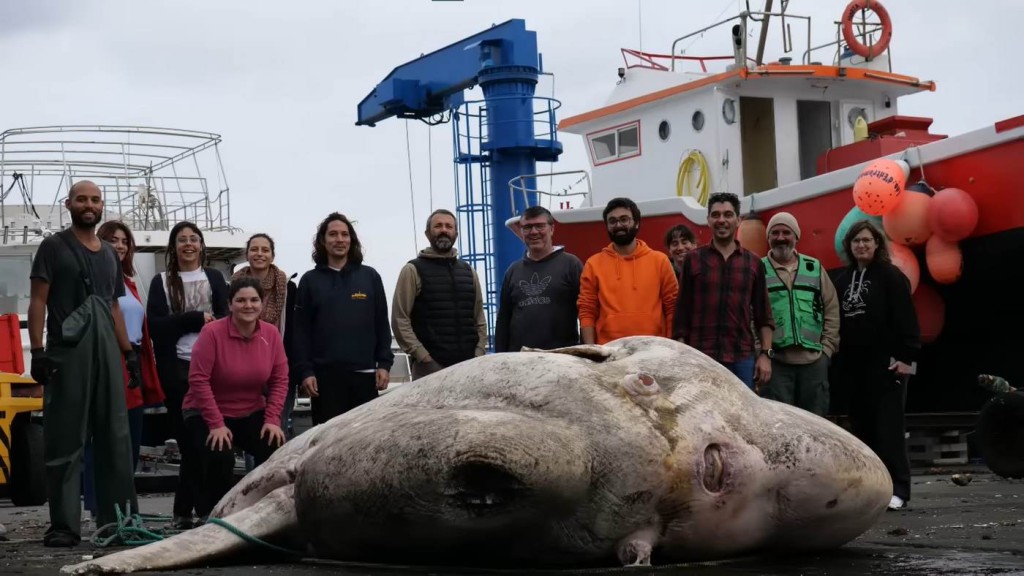 This 5,000-Pound Behemoth Is the World's Heaviest Bony Fish