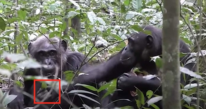 mother-daughter chimpanzees sharing-video by Comparative BioCognition at the University of Osnabrück