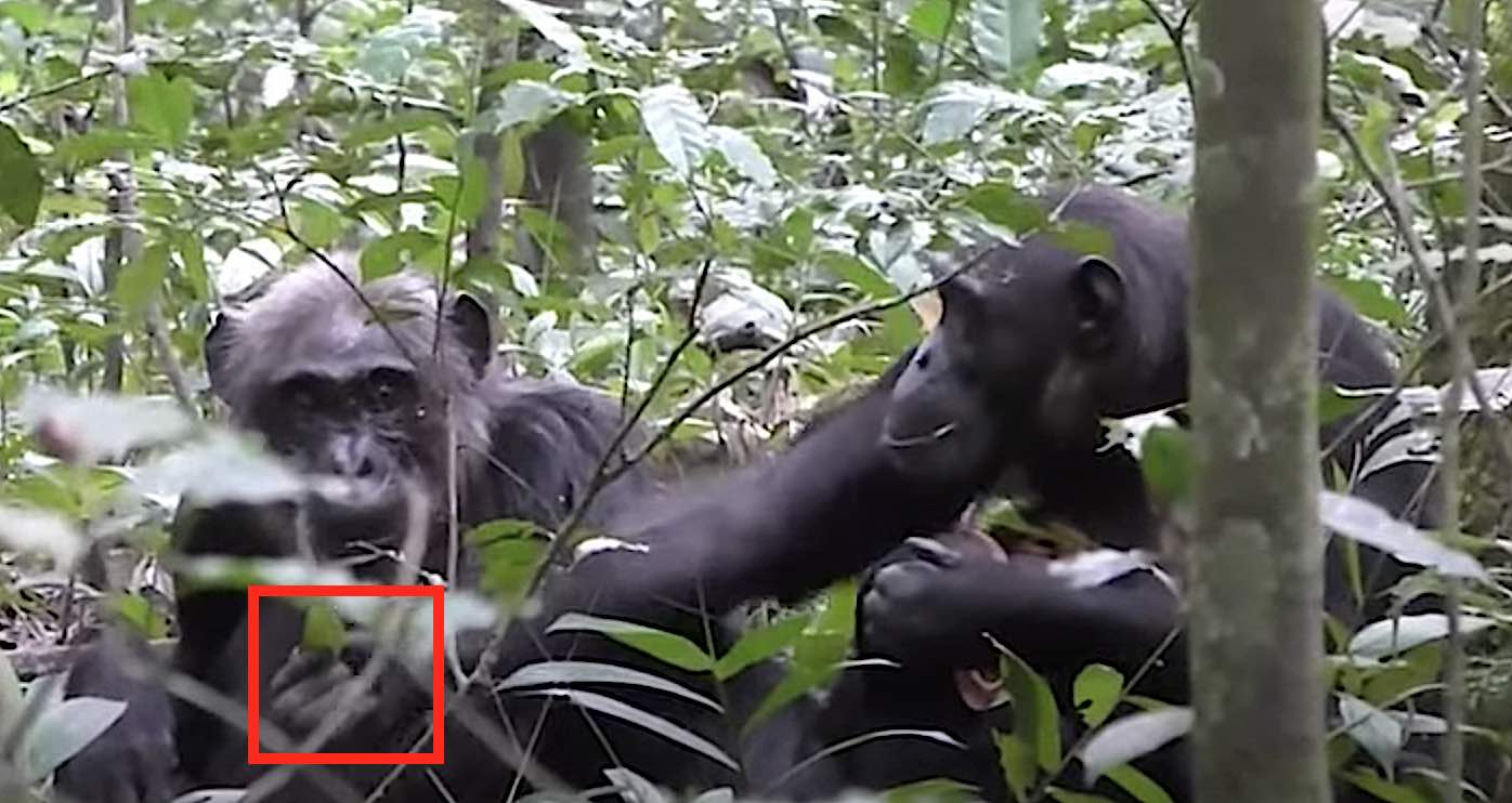 Simpanse Berbagi Pengalaman Satu Sama Lain ‘Hanya Karena’–Sifat yang Pernah Dianggap Hanya Manusia (WATCH)