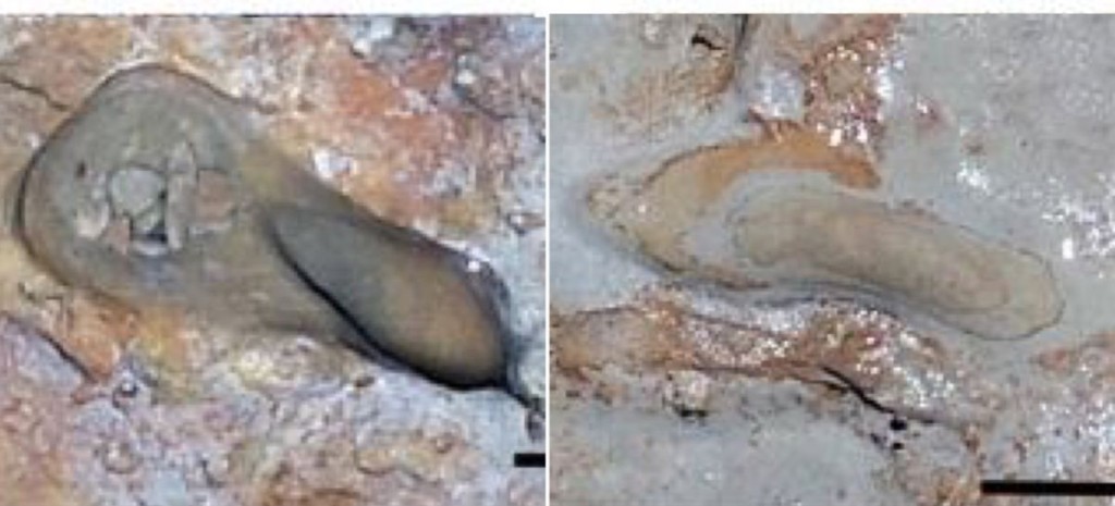 Huellas de humanos prehistóricos descubiertas en España tienen casi 300.000 años y son únicas en toda Europa.