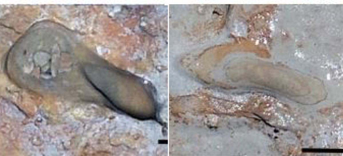 Jejak Kaki Hominid Prasejarah yang Digali di Spanyol Berusia Hampir 300.000 Tahun dan Unik di Seluruh Eropa