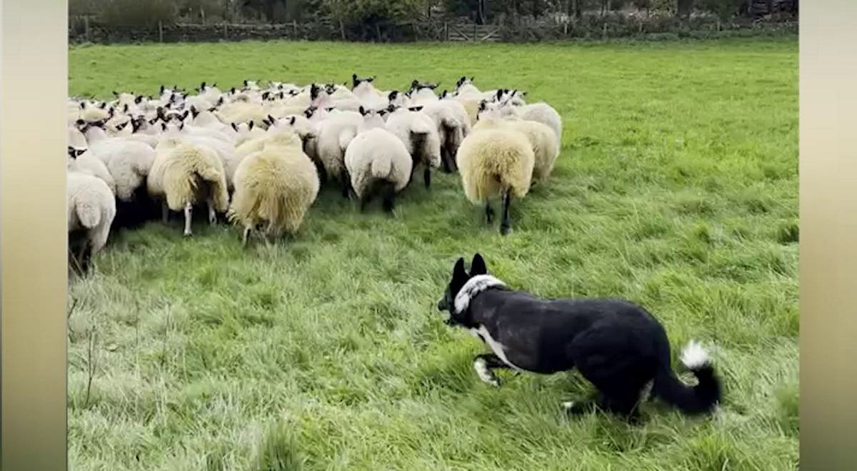 Anjing Domba Masih Mengumpulkan Hewan Seperti Bos Meski Kakinya Diamputasi Setelah Kecelakaan–TONTON