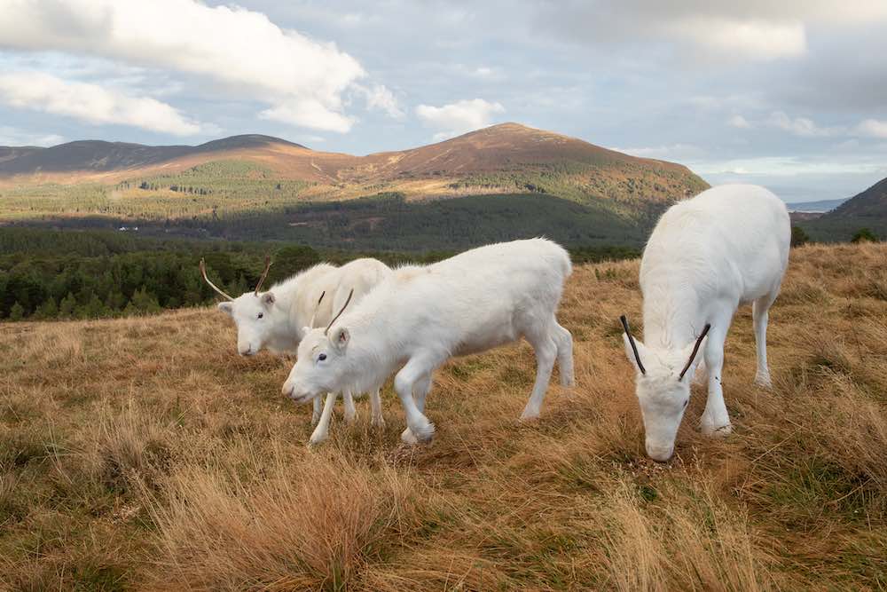 white-reindeer-calves-in-UK-SWNS.jpg