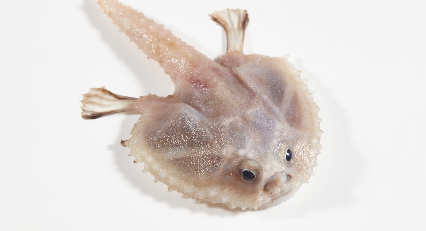 Weird and Wonderful Discoveries of New Deep Sea Fish Below