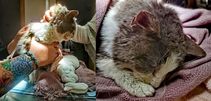 Big Lake Community Animal Clinic - Facebook