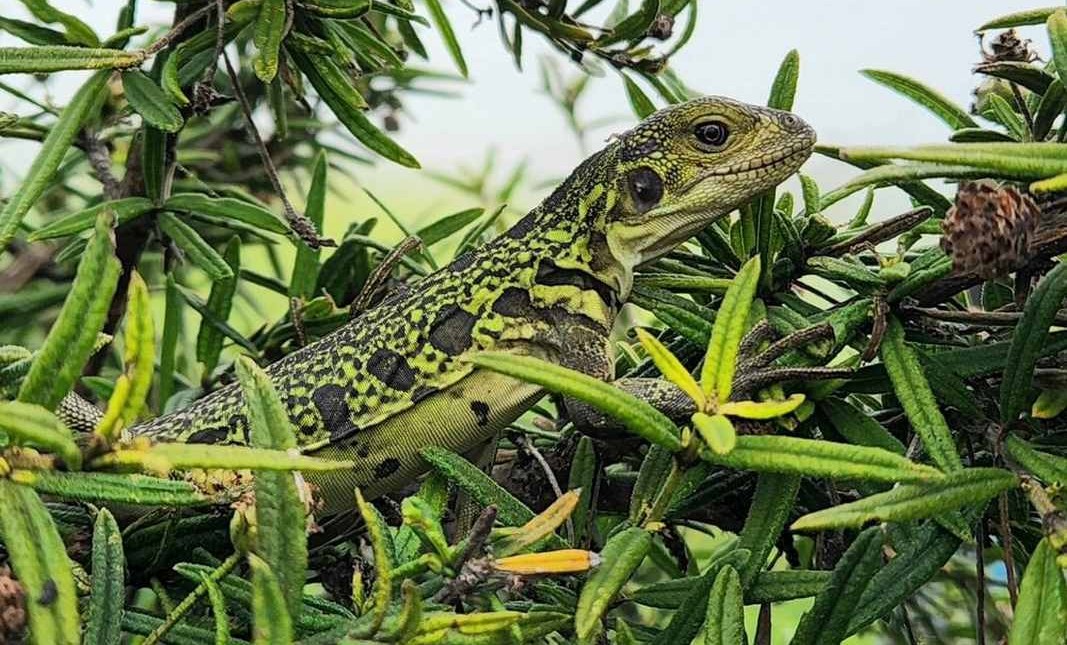 Bayi Iguana Merah Muda Galápagos Terlihat untuk Pertama Kalinya—Menawarkan Begitu Banyak Harapan bagi Para Ilmuwan