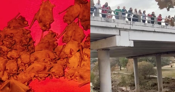 Houston Humane Society-FB videos