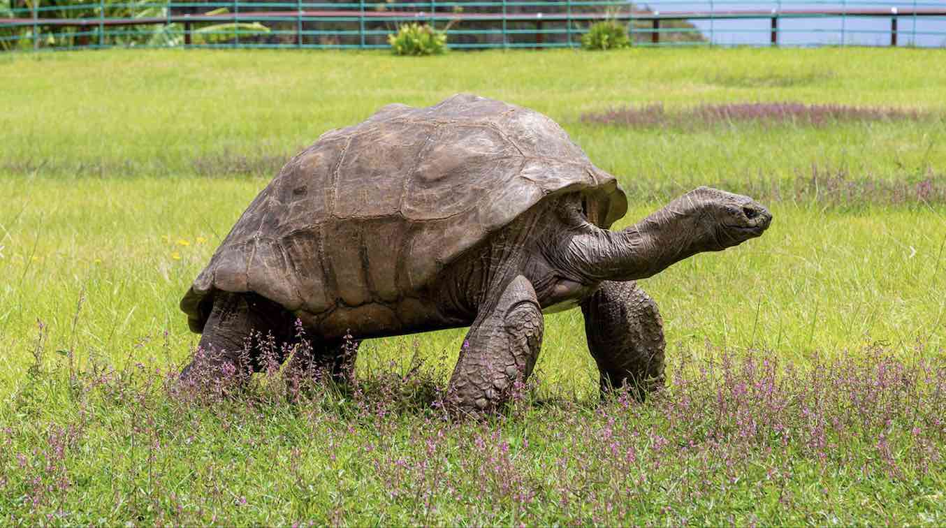 Tortoise Celebrates its 190th Birthday as the World's Oldest Land Animal