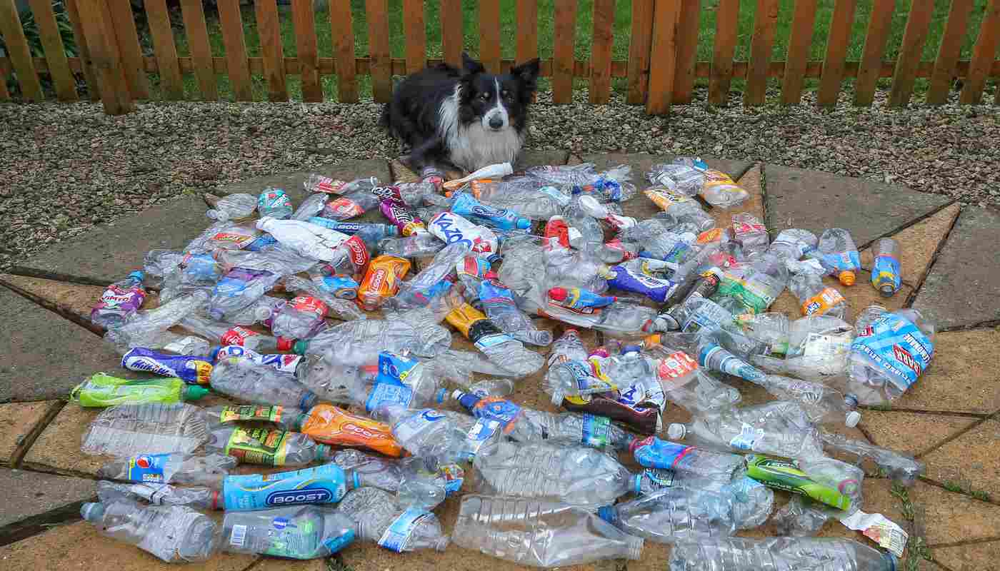 Anjing Pintar Mengumpulkan Ratusan Botol Plastik Saat Berjalan – untuk Mendaur Ulang Sampah dan Membersihkan Kotanya