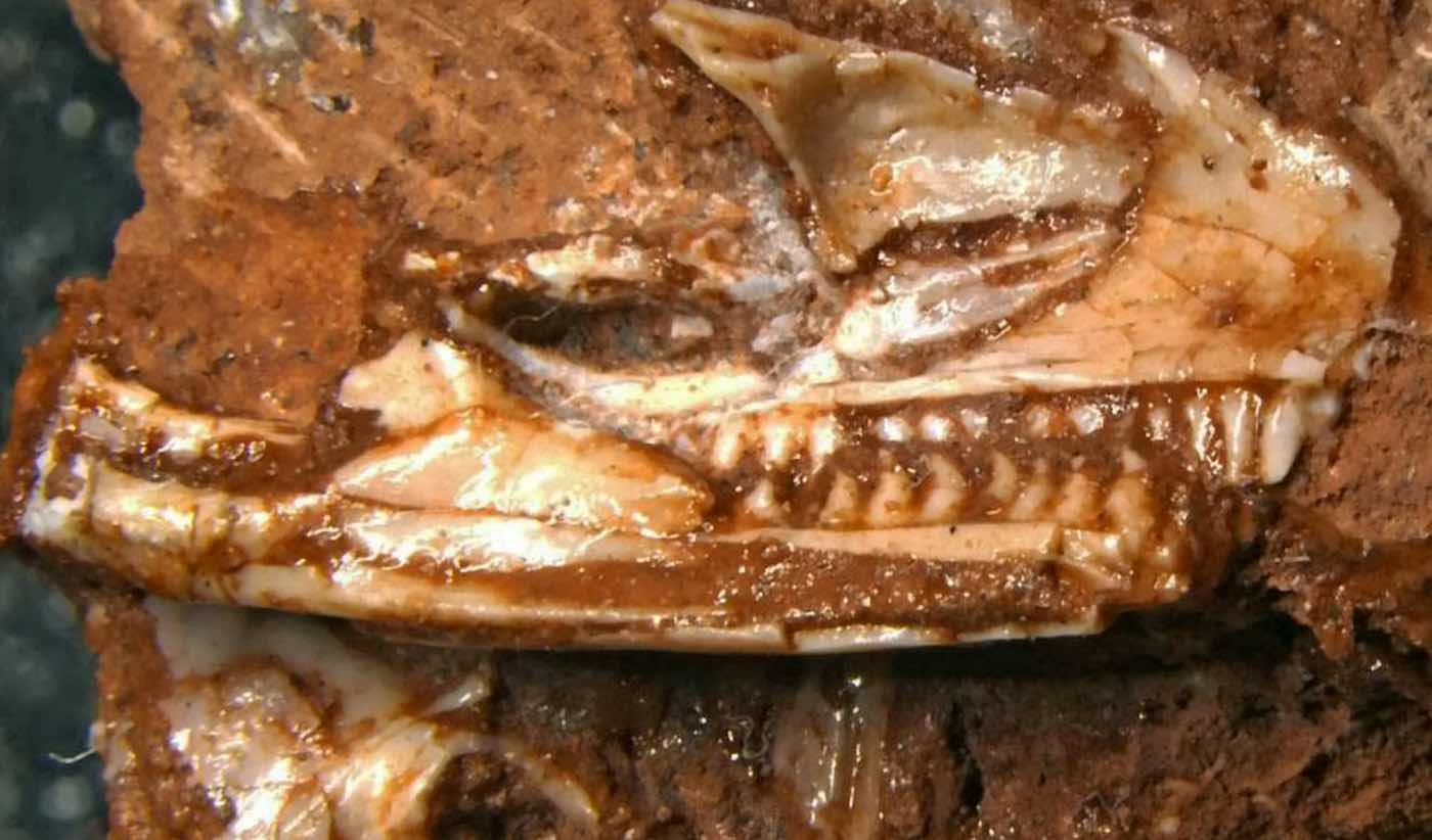 Fosil yang Ditemukan di Lemari Gudang Museum Telah Menggeser Asal Kadal Modern Kembali 35 Juta Tahun