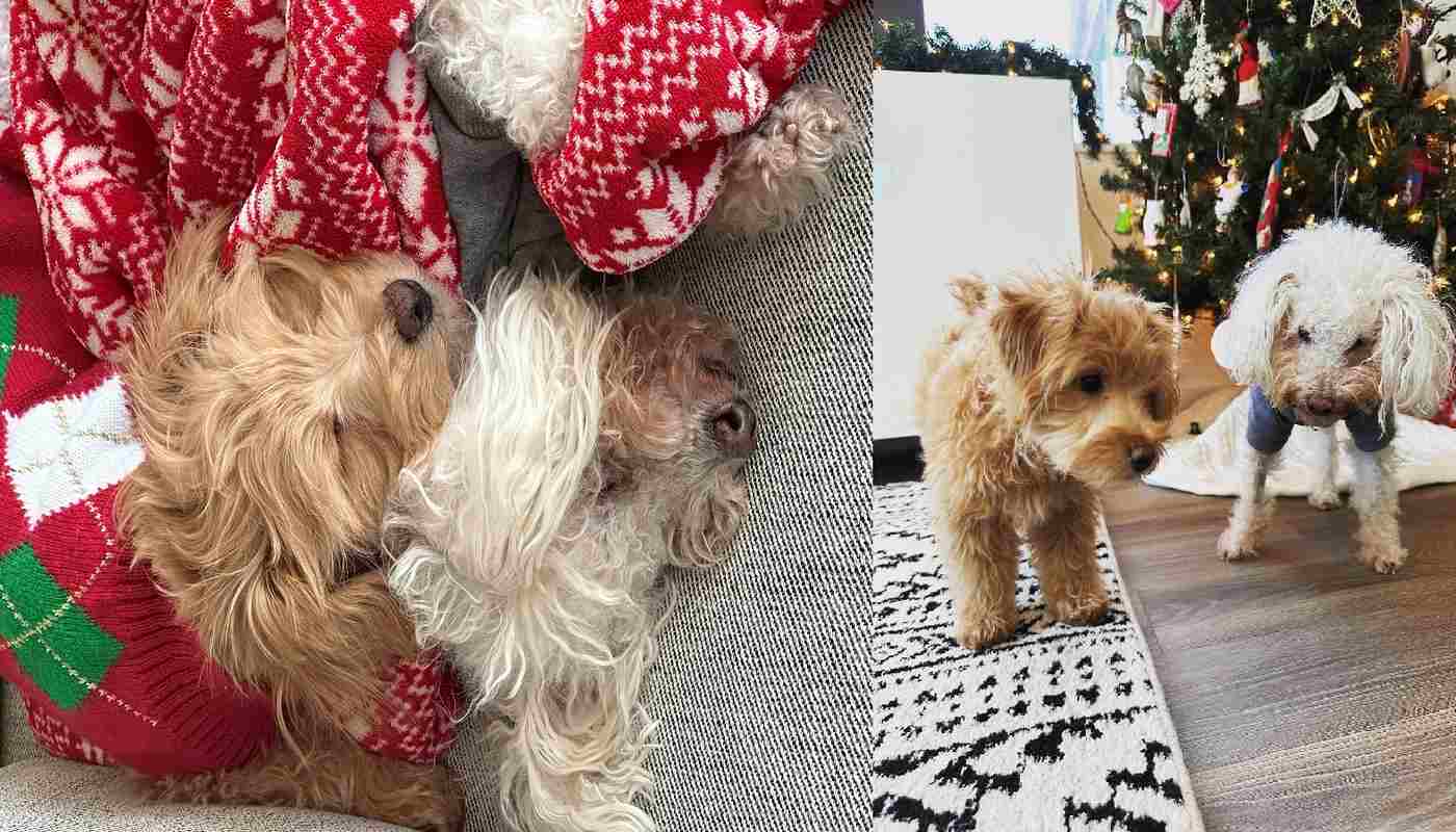 Anjing Buta Diselamatkan dari Peternakan Anak Anjing dan Euthanasia Mekar di Rumah Baru