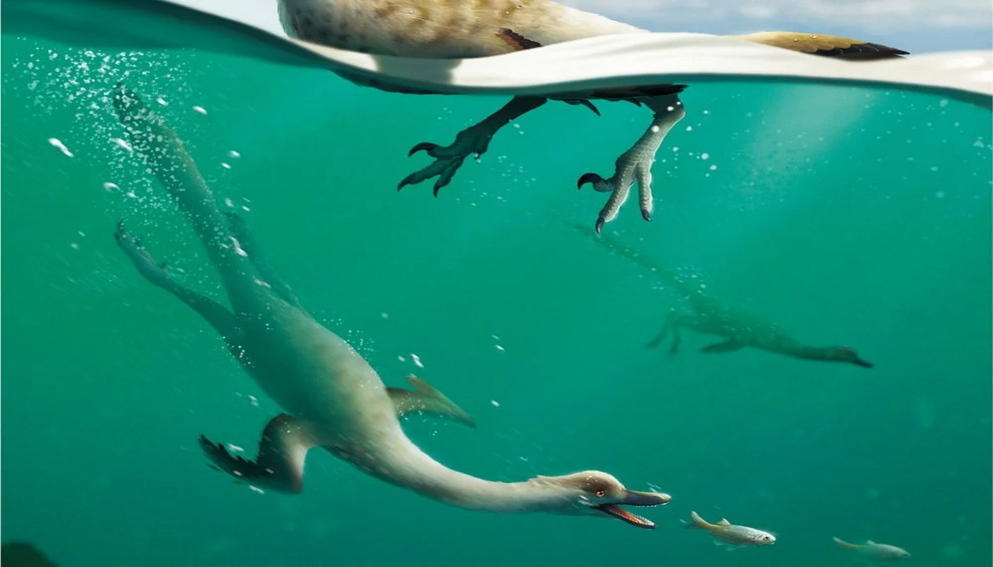Akhirnya, Ahli Paleontologi Menemukan Sisa-Sisa Dinosaurus Berenang—’Kormoran Cretaceous’
