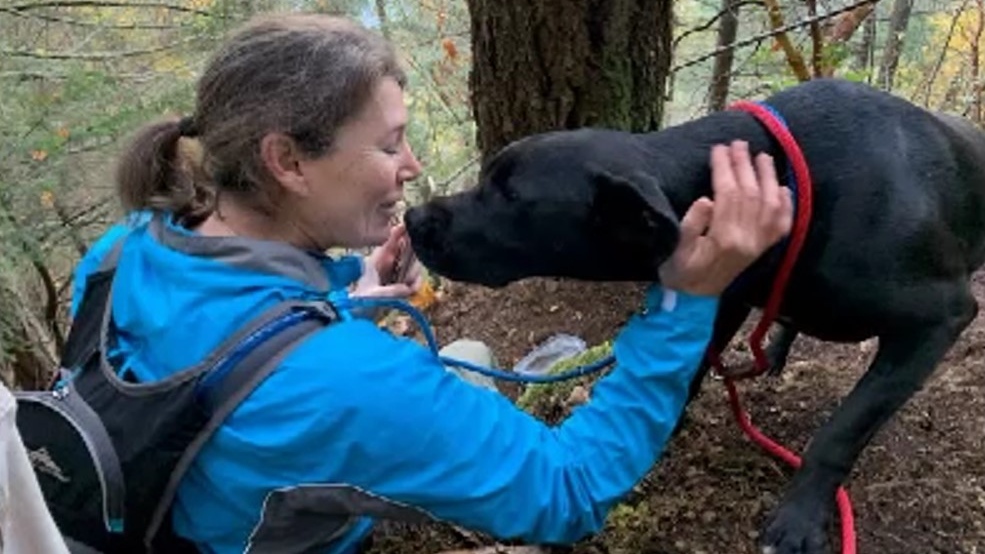 Anjing Bersatu Kembali dengan Keluarga 7 Hari Setelah Upaya Pencarian Relawan Lokal