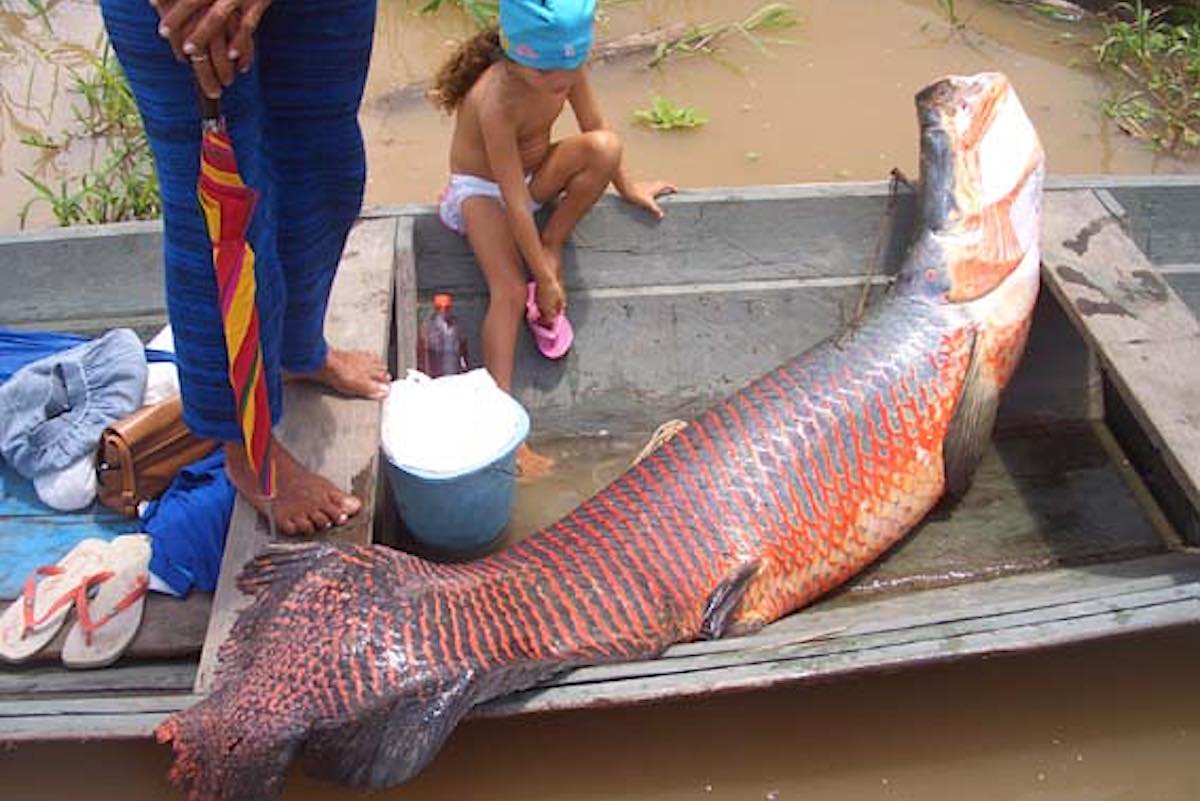 “Monster Sungai” Sejati di Amazon Pulih Berkat Hukum Perikanan Berkelanjutan