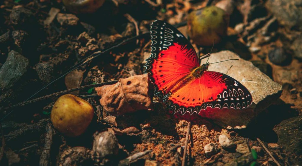 Scientists find where butterflies first evolved