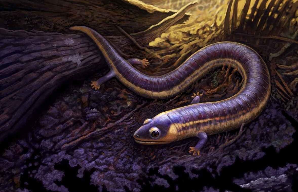 Studi Baru Fosil Trias Mengungkap Asal Usul Amfibi Hidup Melalui “Cacing Funky” Mungil