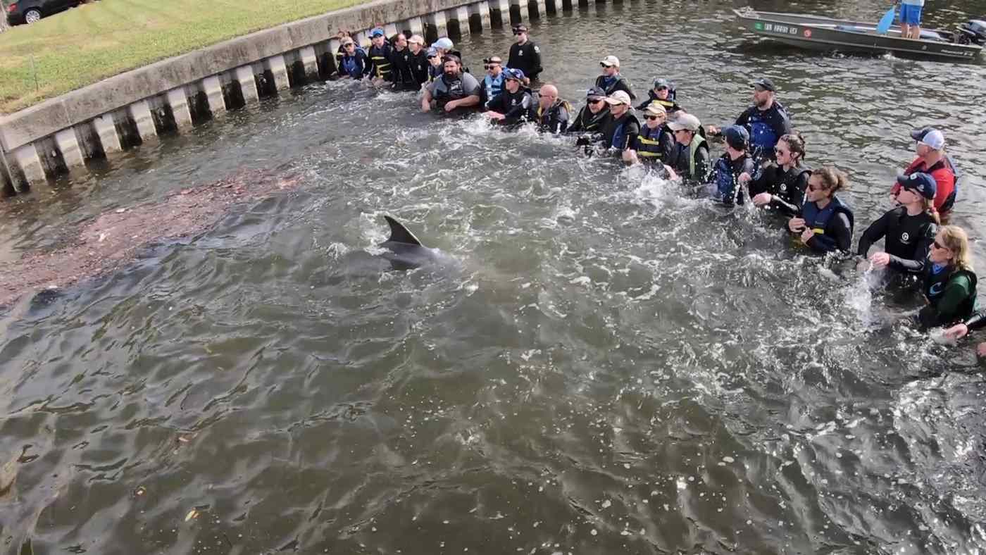 Rantai Manusia Dibentuk oleh Ahli Biologi Florida untuk Menyelamatkan Lumba-lumba yang Terdampar