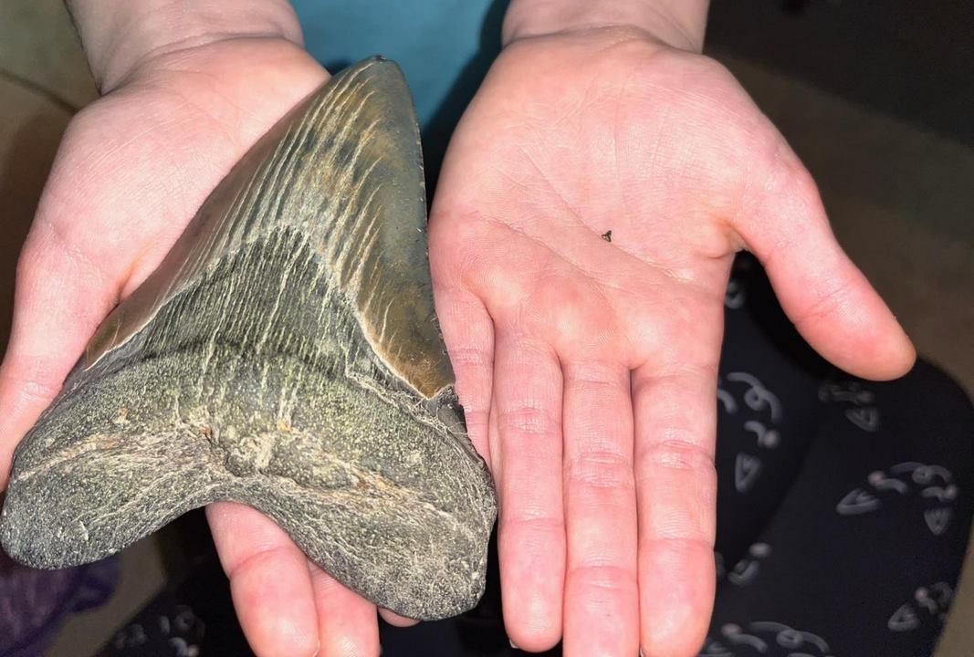 Gadis Kecil Menyatakan Dia Ingin Menemukan Gigi Megalodon—dan Segera Mencabutnya Dari Pantai pada Hari Natal