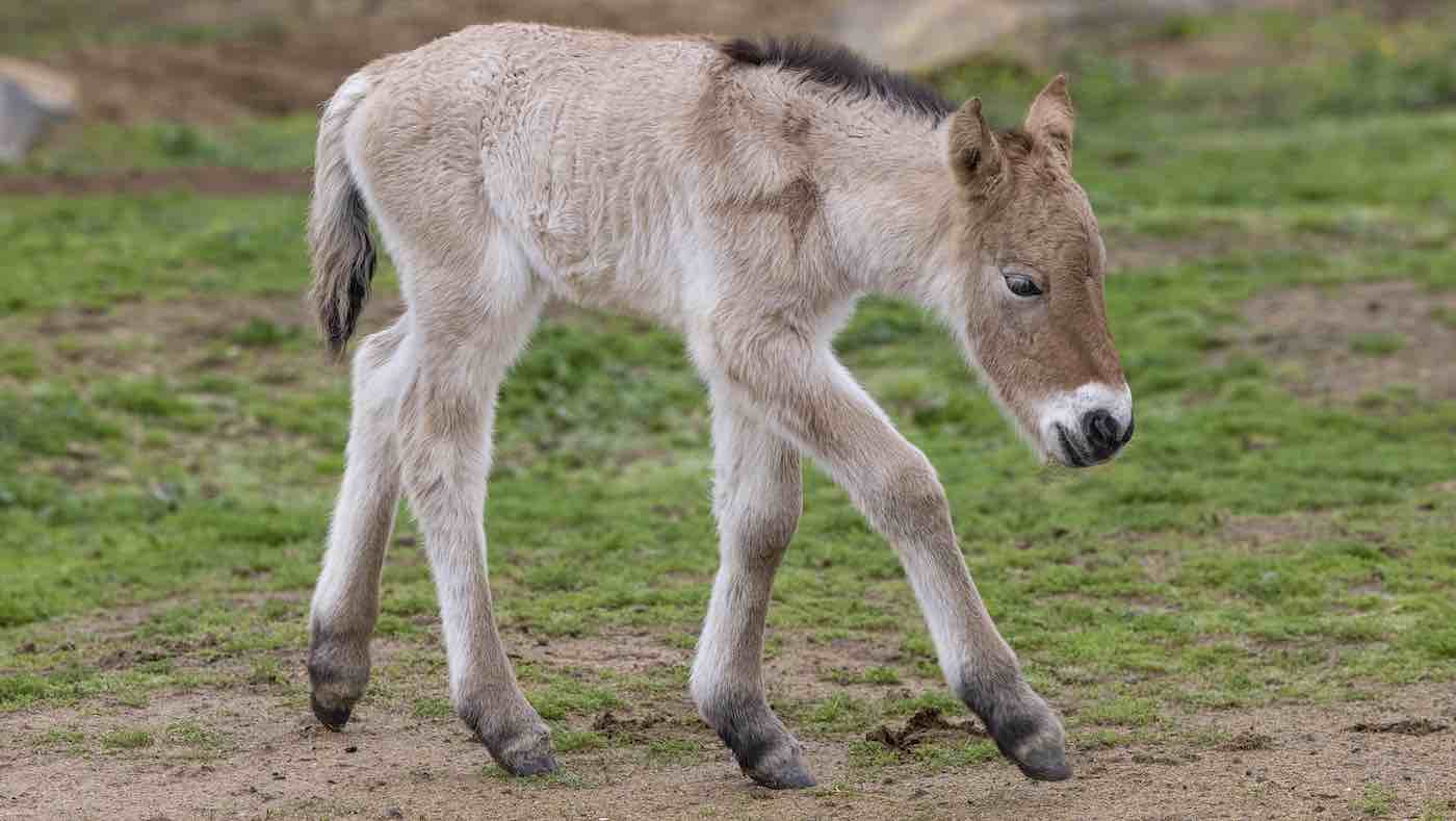 Zoo Celebrates Birth of Extremely Rare Przewalski's Horse Foal Previously  Extinct in the Wild