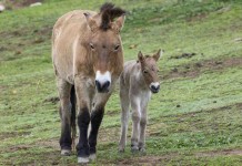 World’s Last Wild Horse Thriving After 3 Years in Spain’s Gallop Towards Rewilding