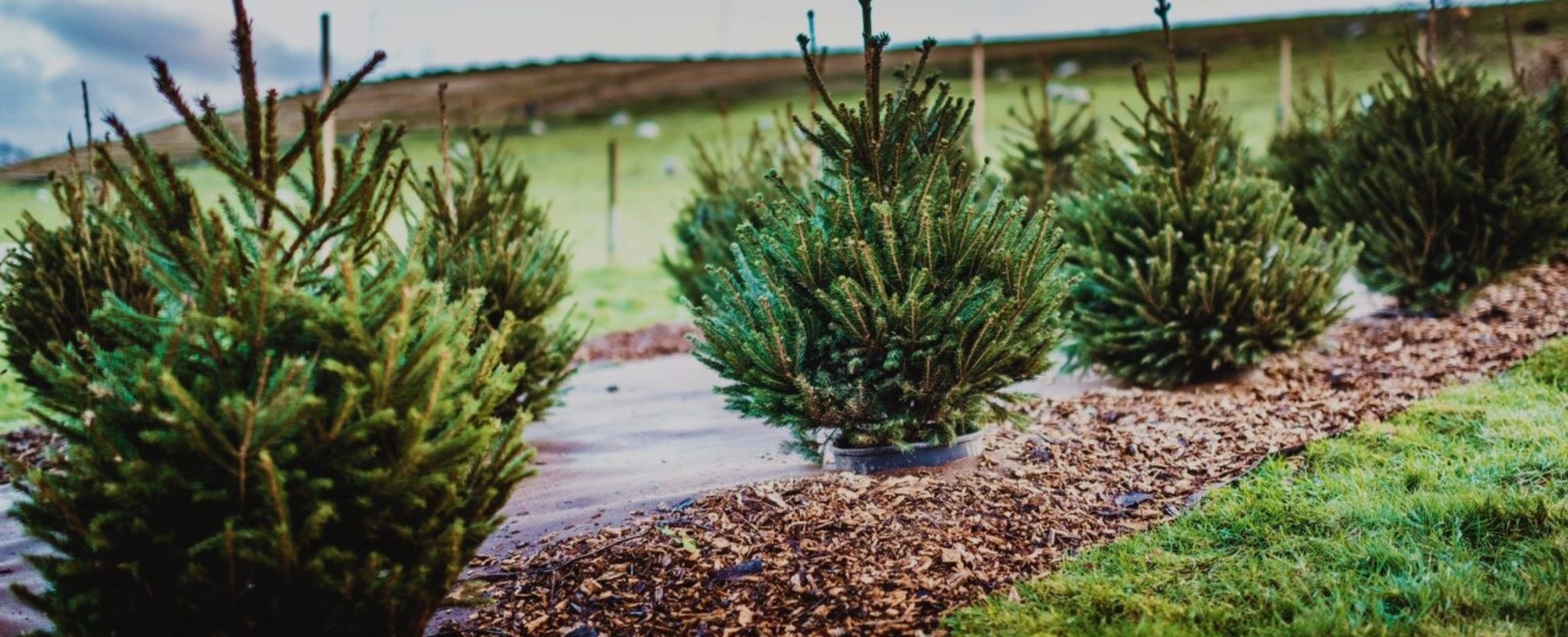 Bisnis Genius Inggris Menggunakan Pohon Natal untuk Melindungi Wilayah Dari Banjir