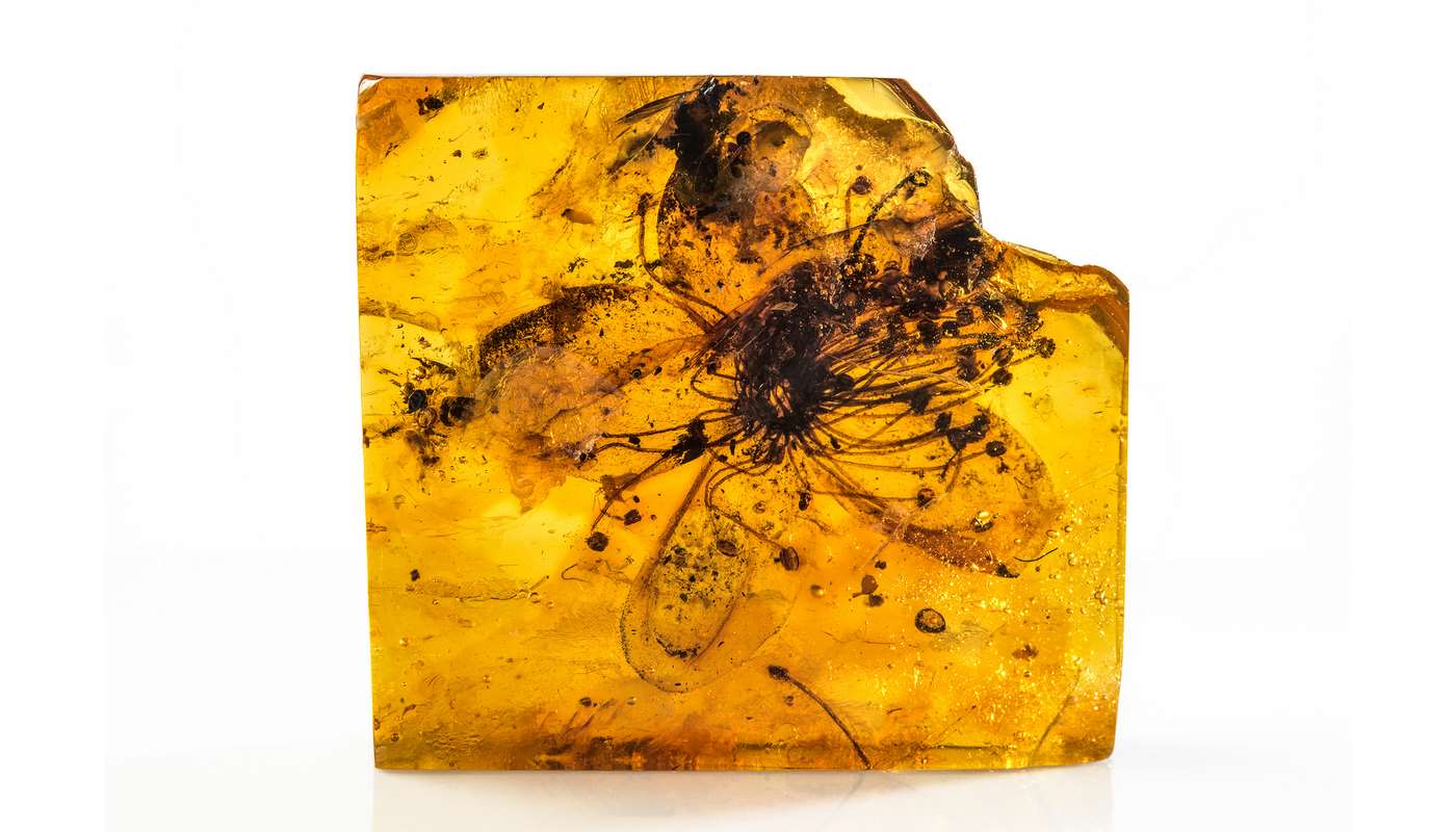LIHAT—Bunga Prasejarah Terbesar di Dunia yang Terawetkan dalam Batu Amber Menakjubkan Mengingat Keindahan Alam