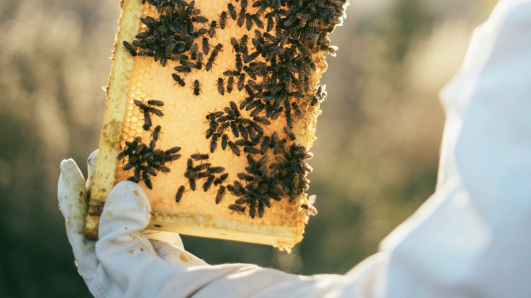 World’s First Vaccine for Declining Honeybees Approved By the US for