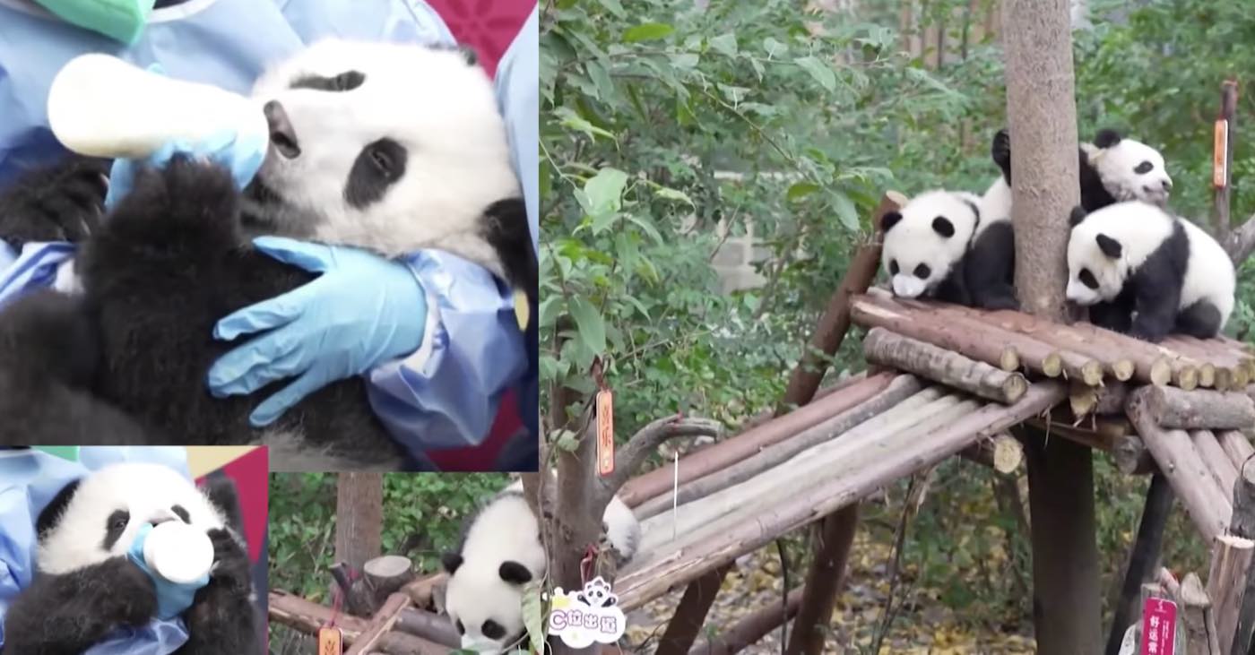 13 Anak Panda Tampil di Publik Dan Bermain Bersama untuk Pertama Kalinya