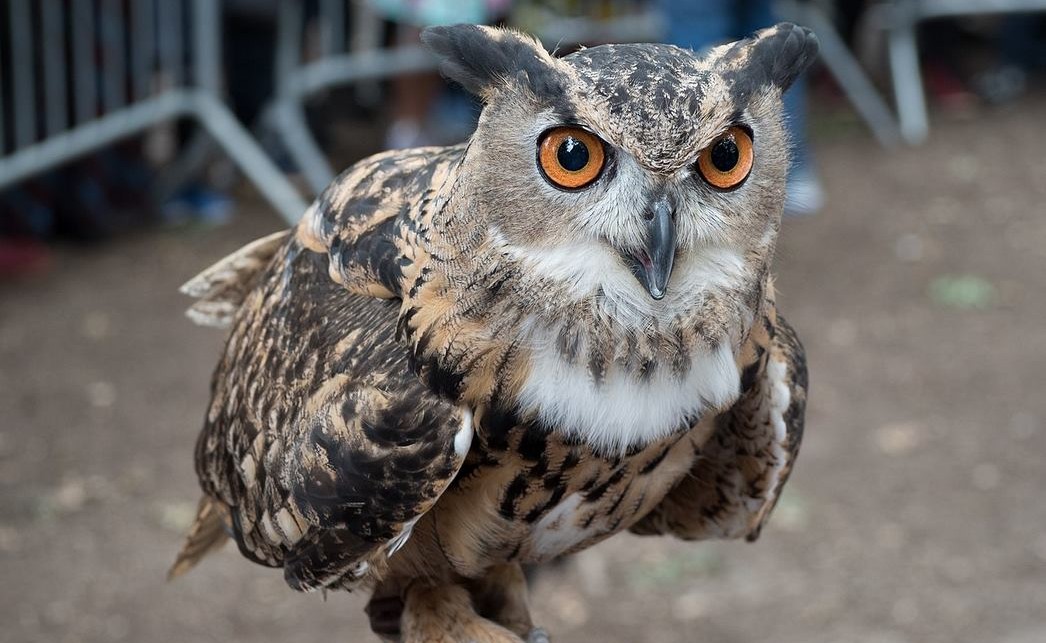 Owl Lolos dari Kebun Binatang NYC Tapi Setelah Bertahan Hidup Naluri Pejabat Kick-in Berikan Kebebasan di Central Park