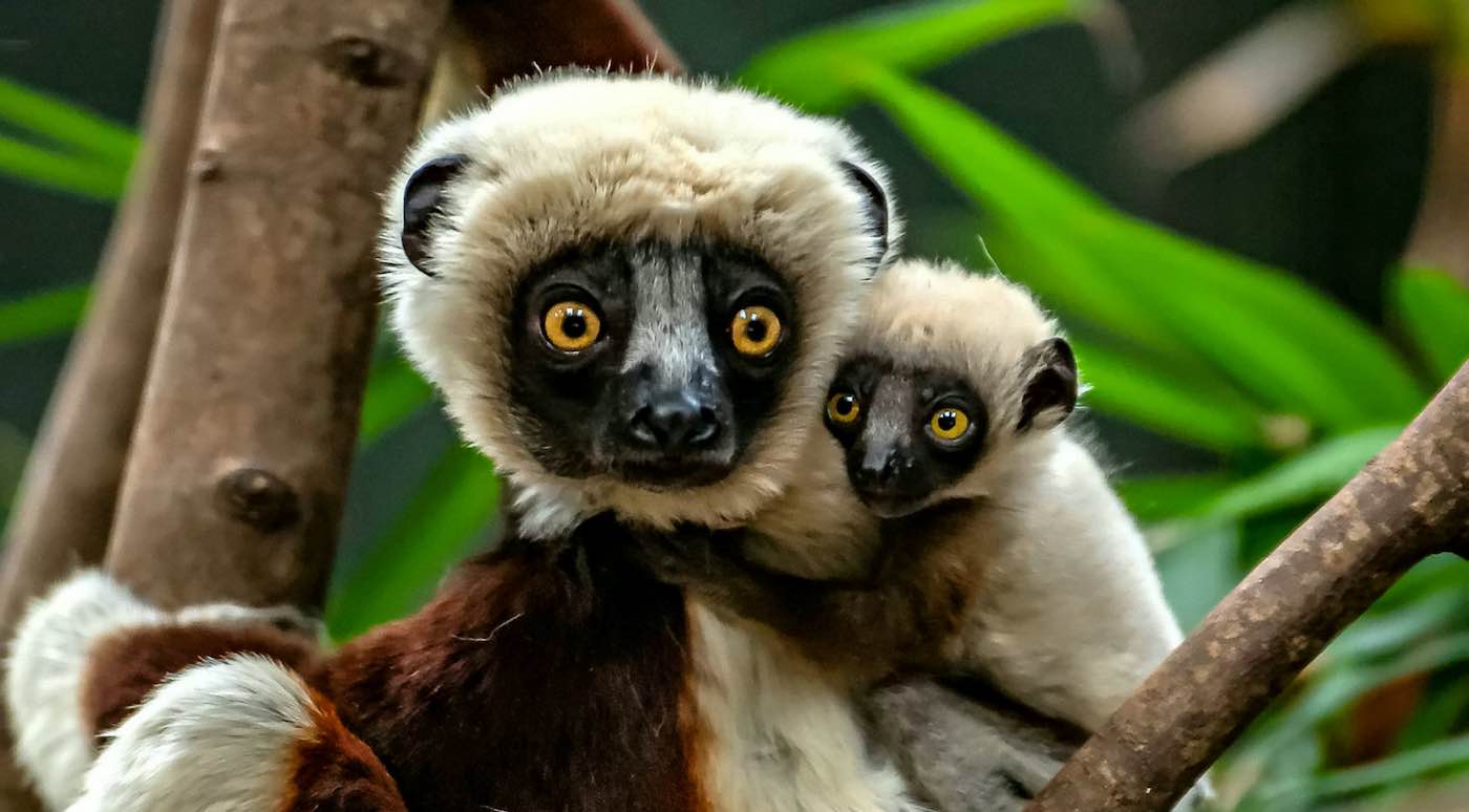 Lemur Menari yang Terancam Punah Lahir di Inggris adalah ‘Momen Penting untuk Spesies’ Setelah Orang Tua Dikirim Dari Kebun Binatang AS