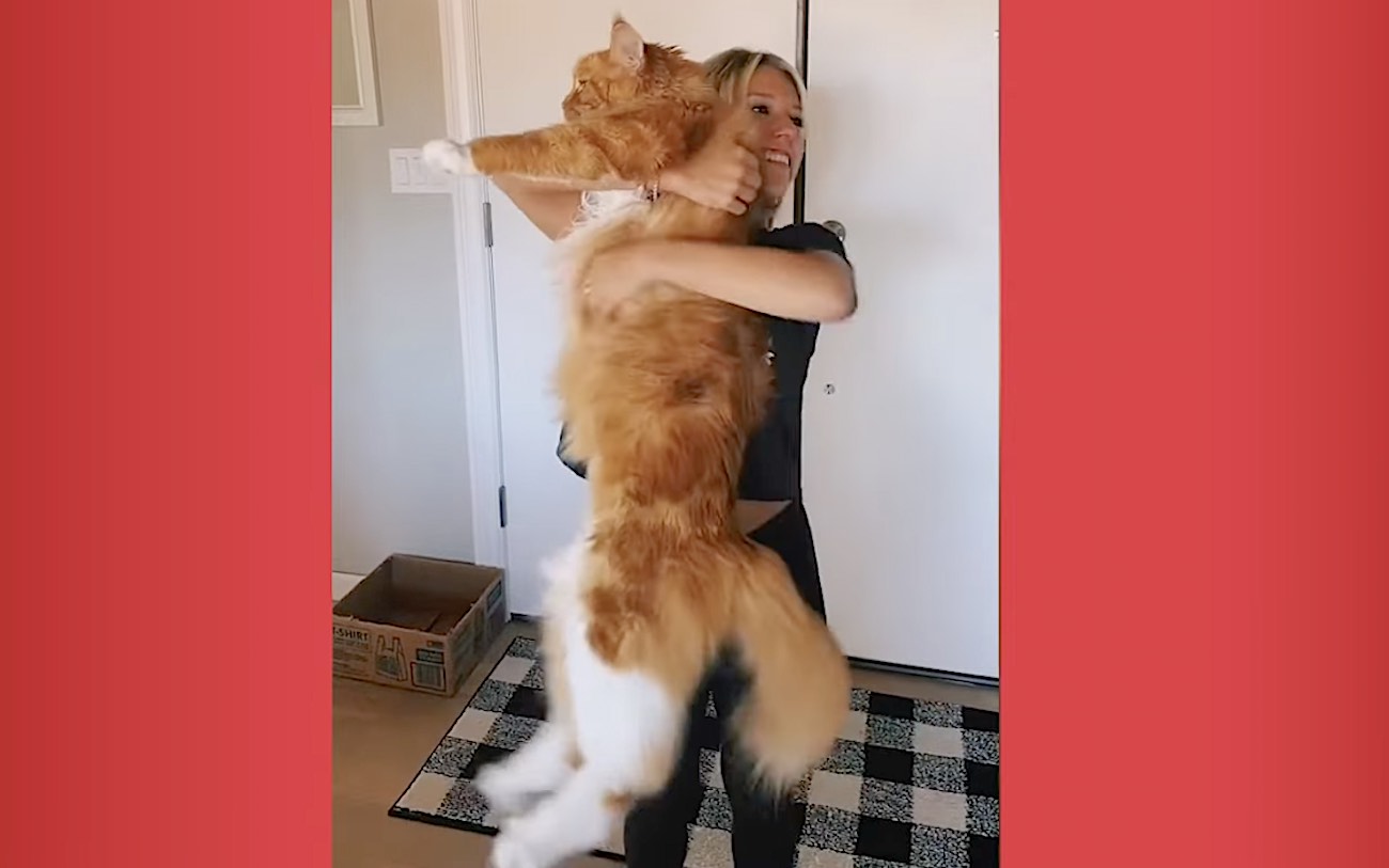 ‘Gentle Giant’ Cat Has Gotten So Big He Now Measures Over 4Feet and Gets Mistaken for Dog