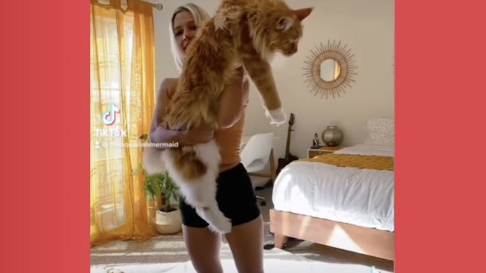 Gentle Giant Cat Over 4 Feet Long