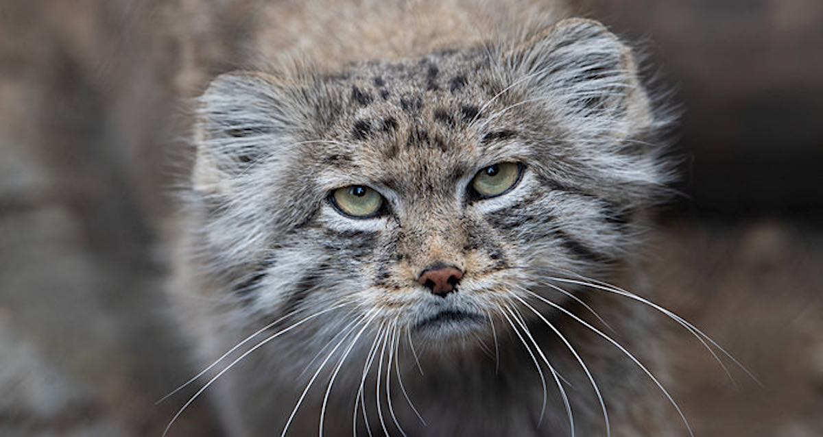 Rare Species of Feline Dubbed the 'Original Grumpy Cat' Found Living On  Mount Everest