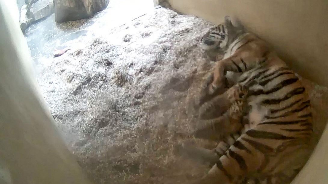 Rekaman Menakjubkan Menunjukkan Kelahiran Anak Harimau Kembar Langka ‘Berharga’ di Kebun Binatang Inggris