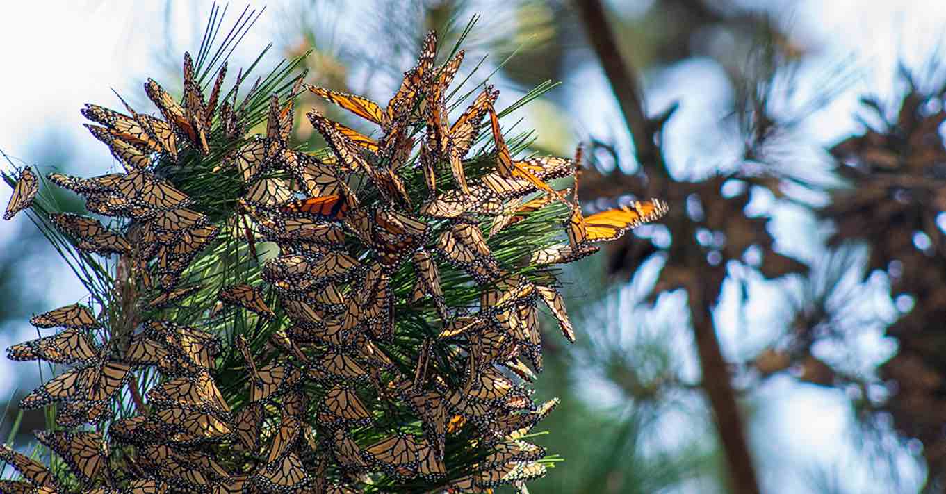 Monarch Butterflies Rebound Lagi–Mengalahkan Total Tahun Lalu, Membuktikan Sukses Bukan Kebetulan