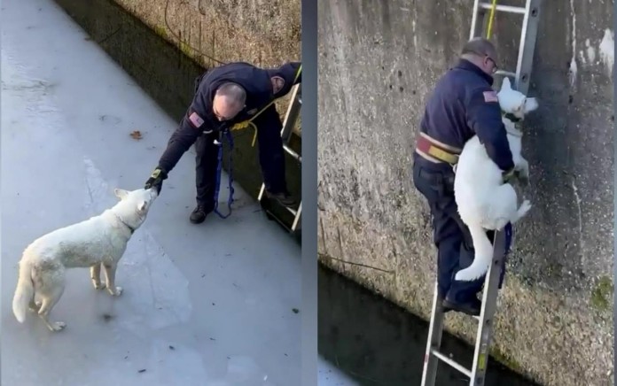 Firefighters rescue the trapped dog Ivy - Pound Buddies