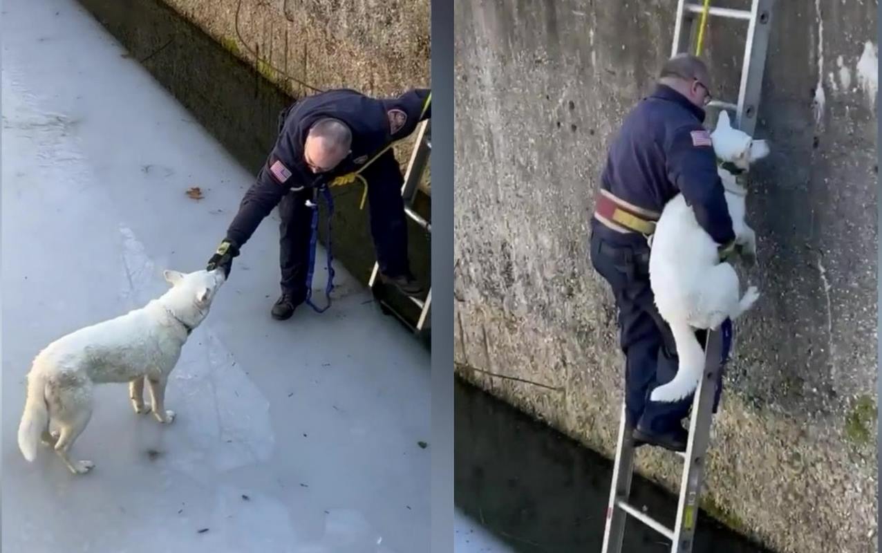 Petugas Pemadam Kebakaran Memikat Anjing yang Terjebak dari Es Menggunakan Camilan – Lalu Mengangkatnya ke Tembok 10 Kaki