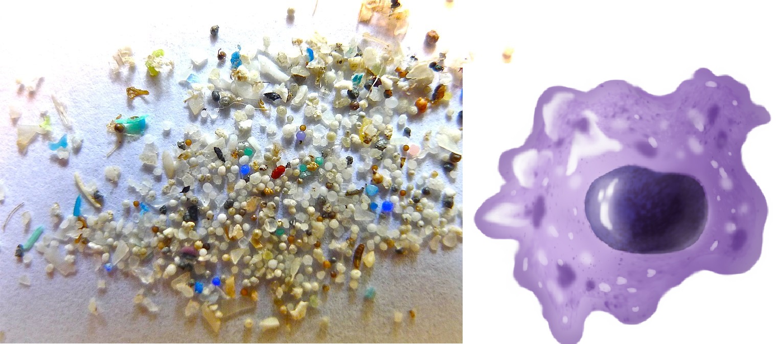 Ilmuwan Mengatakan Paparan Mikroplastik di Tubuh Manusia Bukan Peradangan