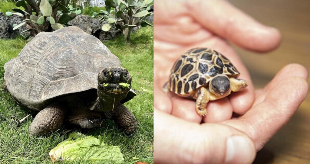 A 'big Dill!:' Houston Zoo's oldest tortoise 'Mr. Pickles' becomes