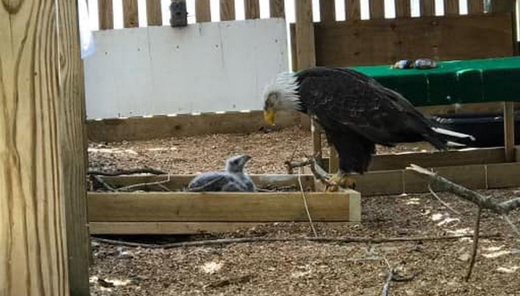 Bald Eagle Akhirnya Menjadi Ayah Asuh Setelah Mencoba Mengerami Batu Selama Berminggu-minggu