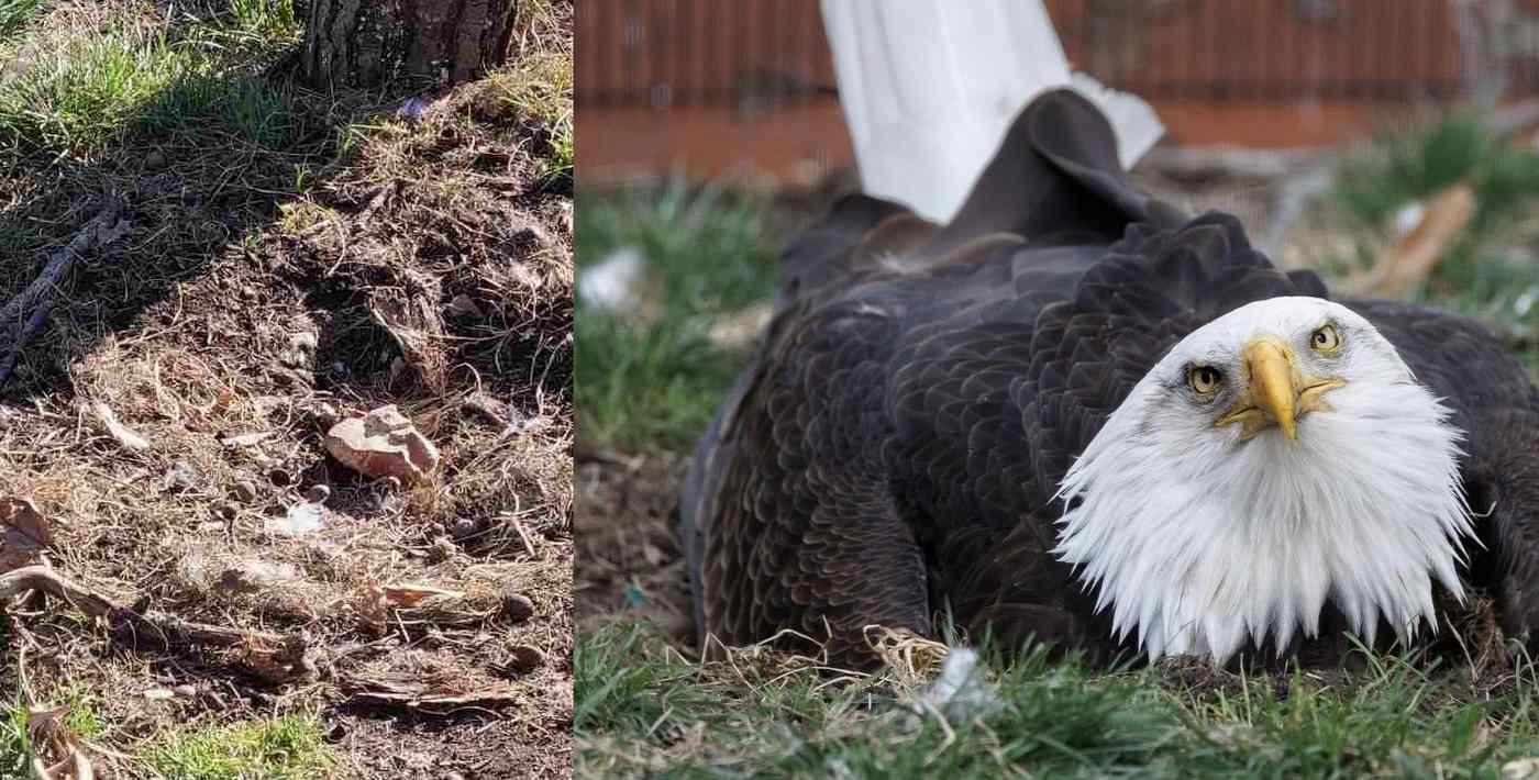 Bald Eagle Finally Becomes Foster Dad After Trying to Incubate a