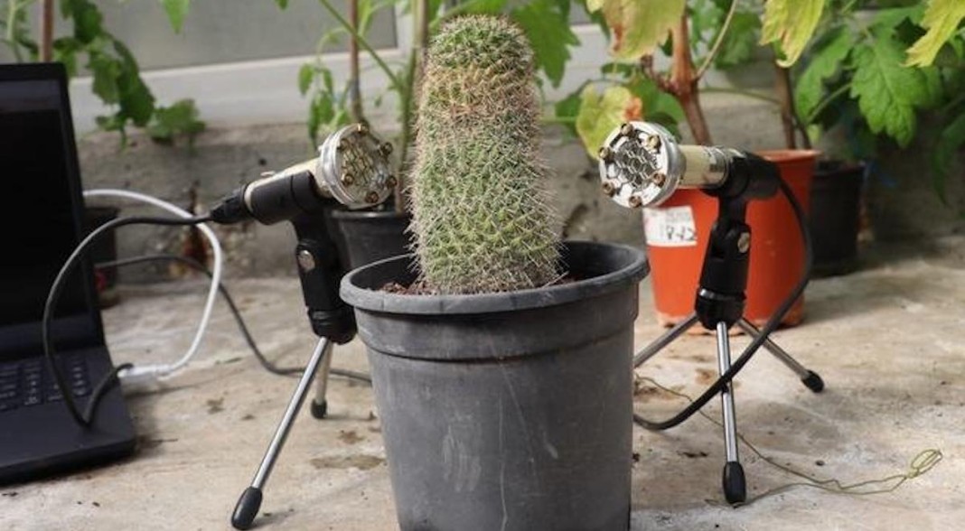 Microphones Reveal Plants Make Many Sounds Especially When StressedAnd