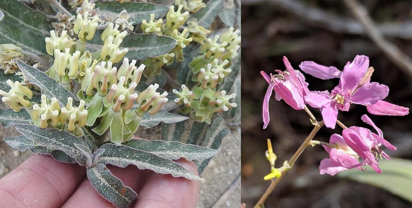 Texas Mencantumkan Dua Bunga Penyerbuk Kritis sebagai Spesies Langka, Praktis Menjamin Pemulihan Milkweed