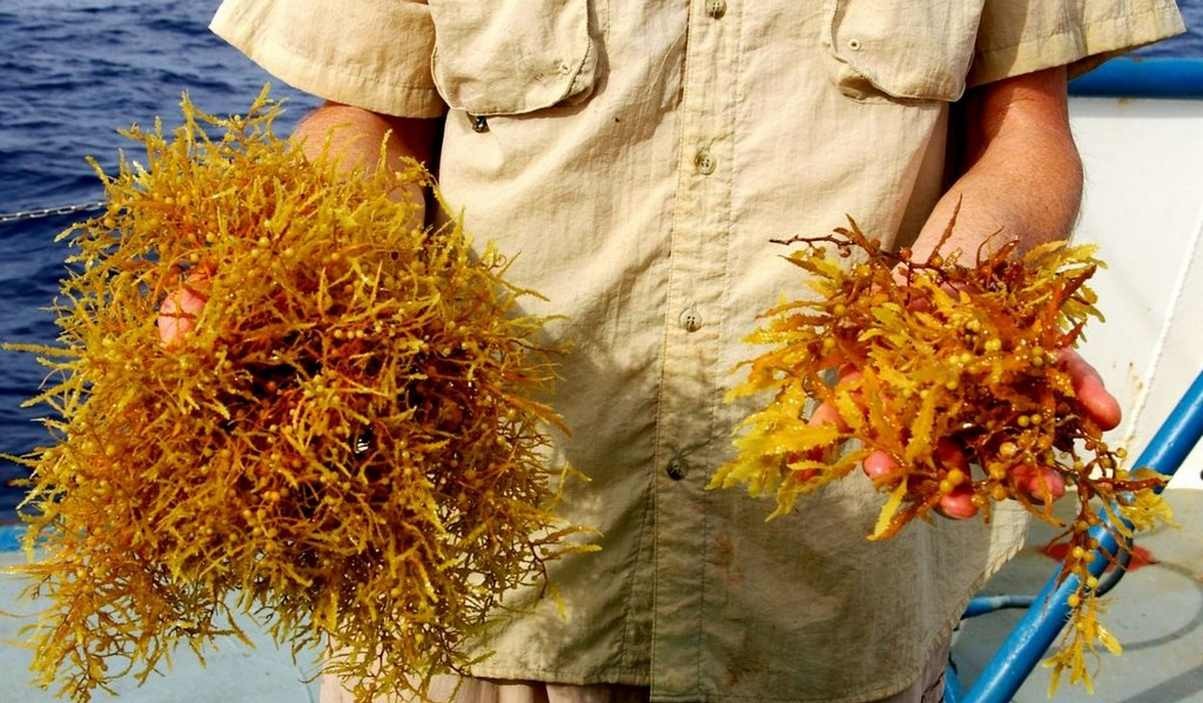 Bungkus Plastik Kompos yang Terbuat dari Rumput Laut Tahan Panas–dan Terurai Secara Terurai dalam Beberapa Minggu