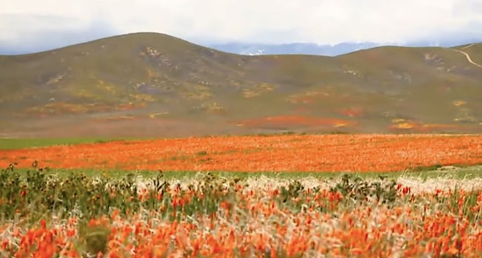 Superbloom poppies flowers in Calif desert-youtube