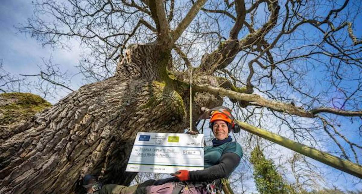 Salah Satu Pohon Ek Tertua dan Terbesar di Inggris Mendapat Pelukan .000 dari Komunitas