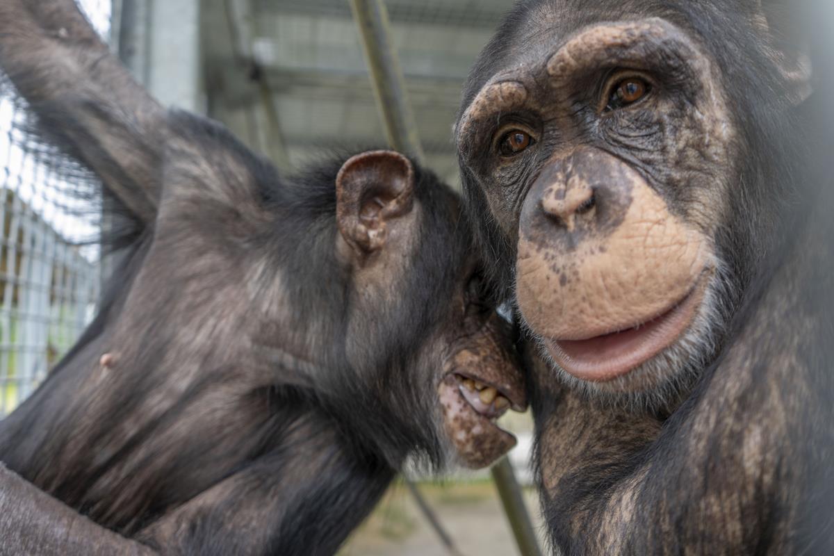 Setelah Menghabiskan Hidup di Kebun Binatang Pinggir Jalan, Simpanse Berbagi Pelukan Emosional di Rumah Suaka Baru