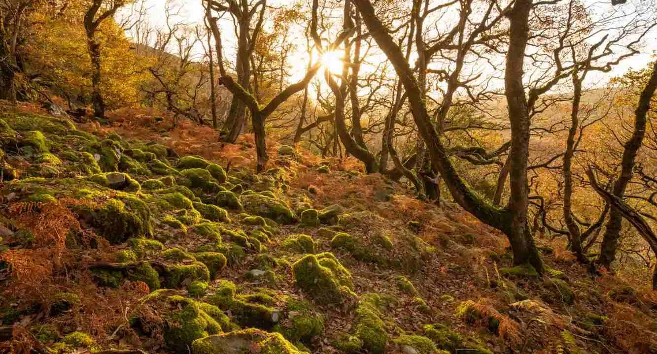 Inggris Menyebut Dua ‘Hutan Hujan Celtic’ Pertama yang Akan Dipulihkan ke Kemuliaan Purba