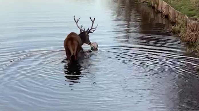 deer w soccer football-cropped-Katie O’Lone-swns