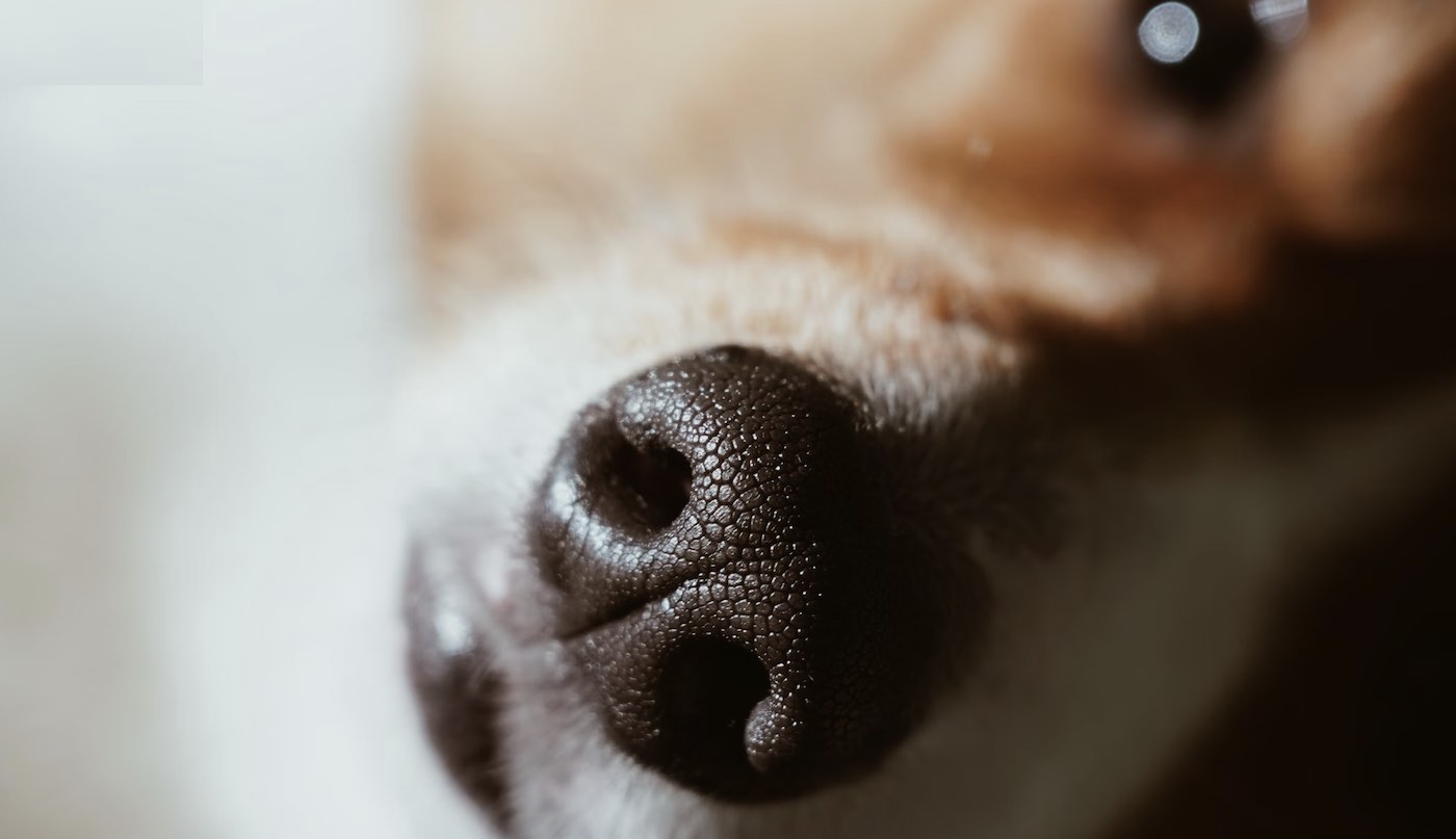 Semua Anjing Memiliki Sidik Jari Hidung yang Benar-Benar Unik–seperti Sidik Jari–Dan Ada Aplikasi untuk mengidentifikasi Setiap Hewan Peliharaan